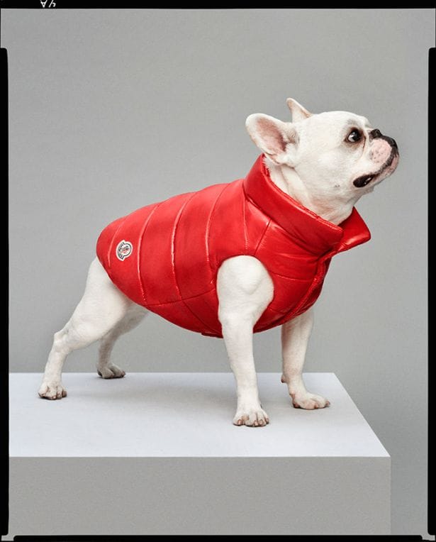 moncler mondog kleding fashion voor honden Pure Luxe 